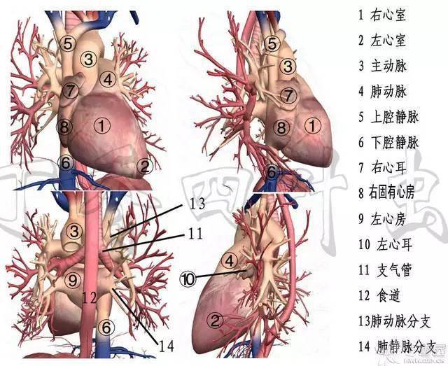 心脏解剖笔记(图解)