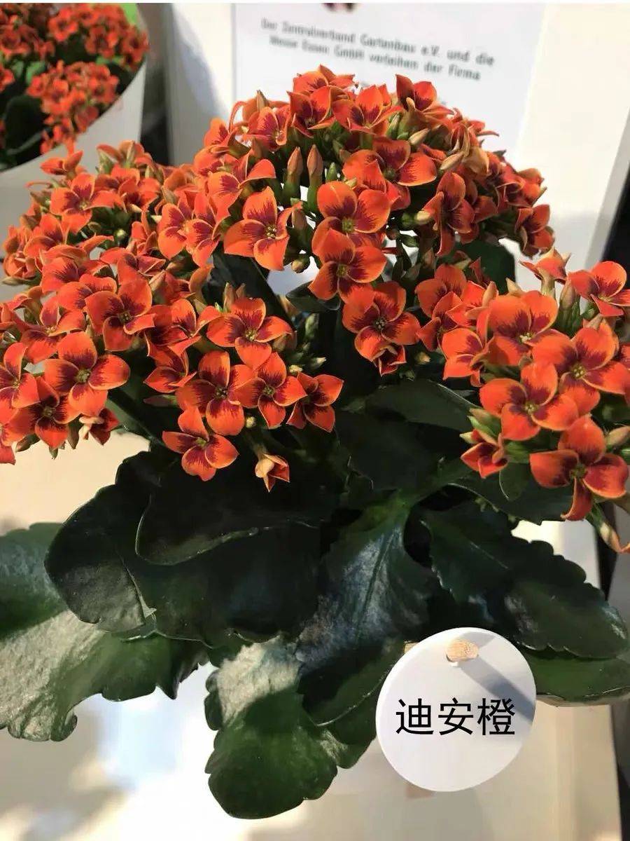 45种长寿花,个个都是高颜值,家里养几盆,美得移不开眼