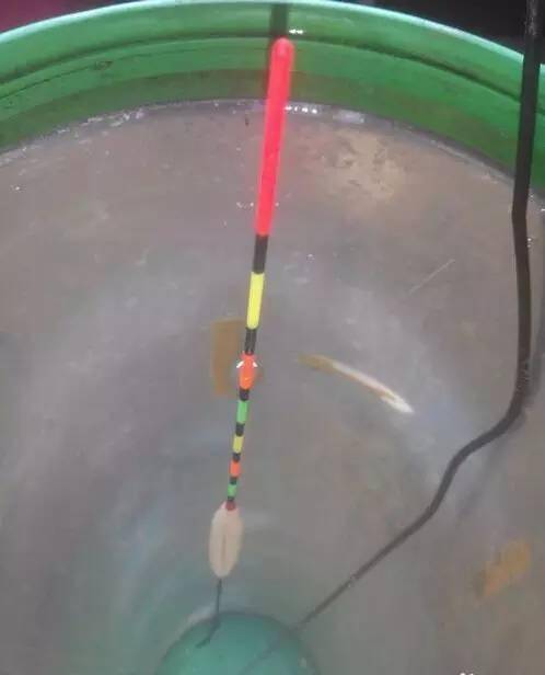 调平水钓二目,常用于蚯蚓做钓!新手参考