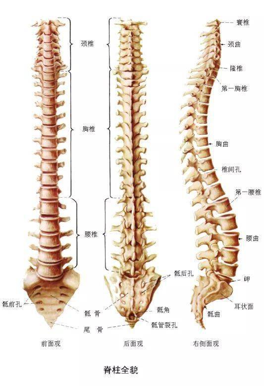 这就需要了解脊柱了,脊柱——从上到下为颈椎,胸椎(和肋骨有连接)