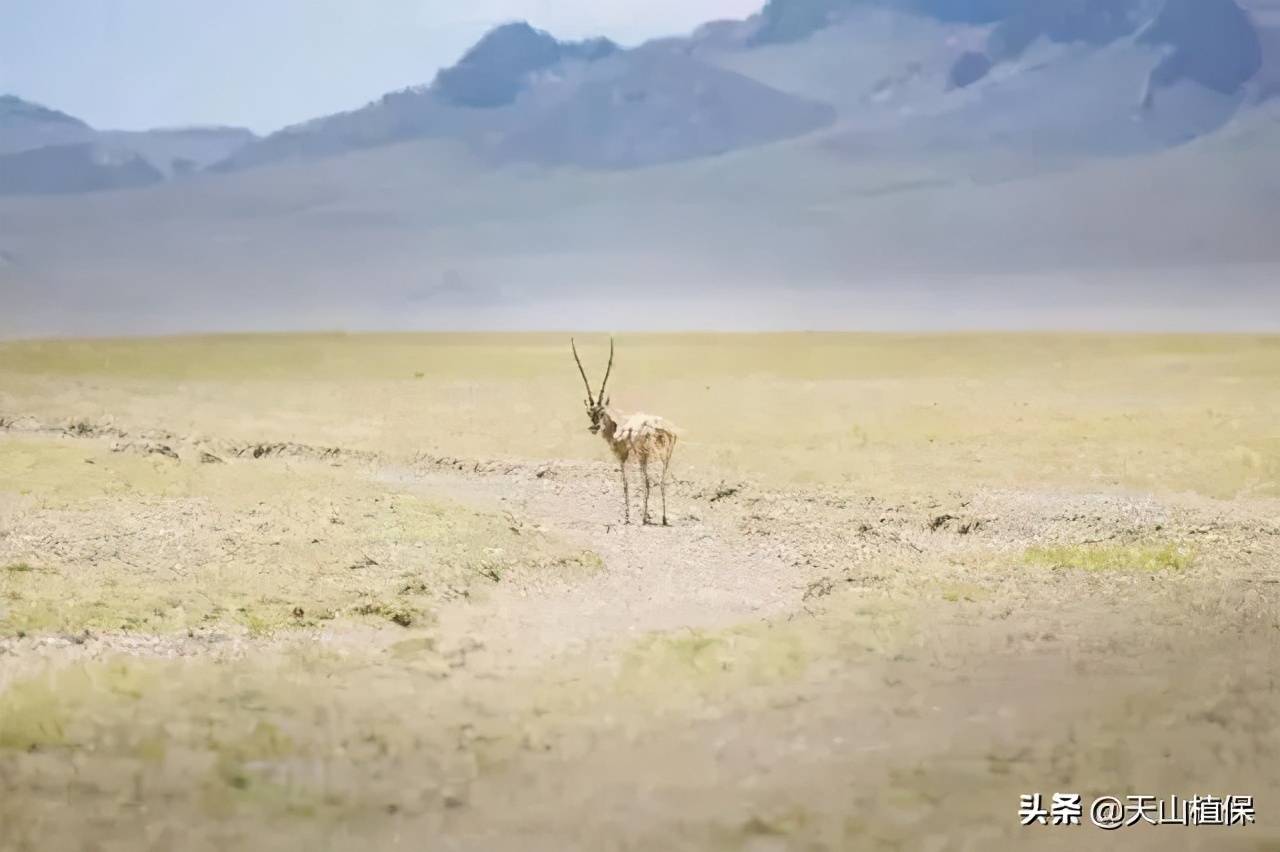 若羌是新疆最大的县这里的农民个个都是富翁却低调了上千年