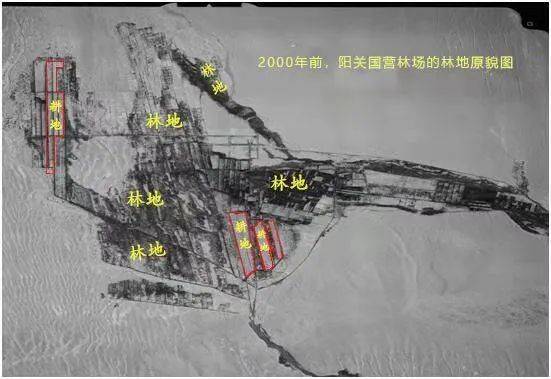 敦煌万亩沙漠防护林被毁调查组一查到底