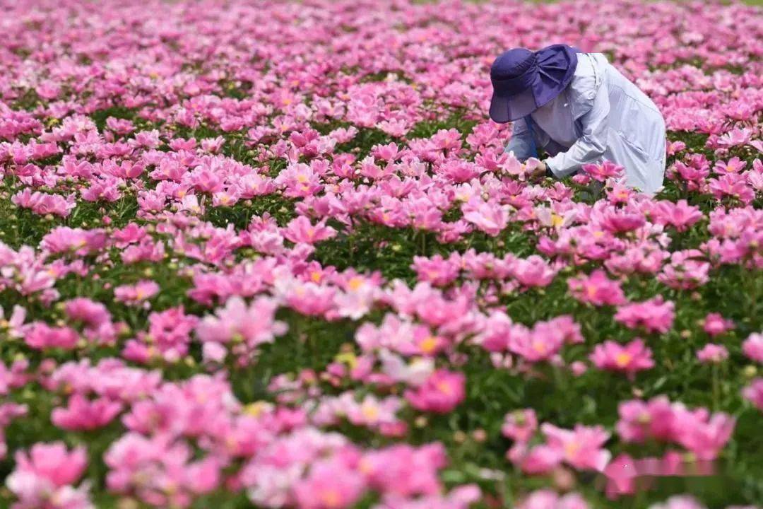 赏溪东百亩花海玉瑶洋光村花堤凤凰洲公园一天游