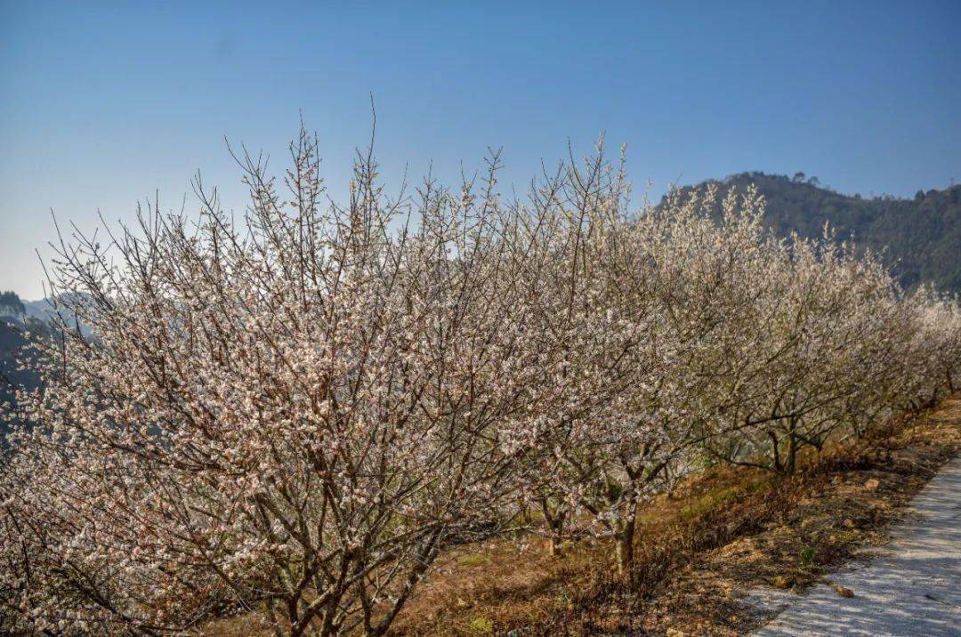 增收致富的又一个特色支柱产业 把青梅开花期打造成一个旅游新名片