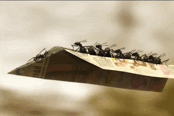 一定要给孩子看10部高分纪录片比动画片更吸引娃内含资源