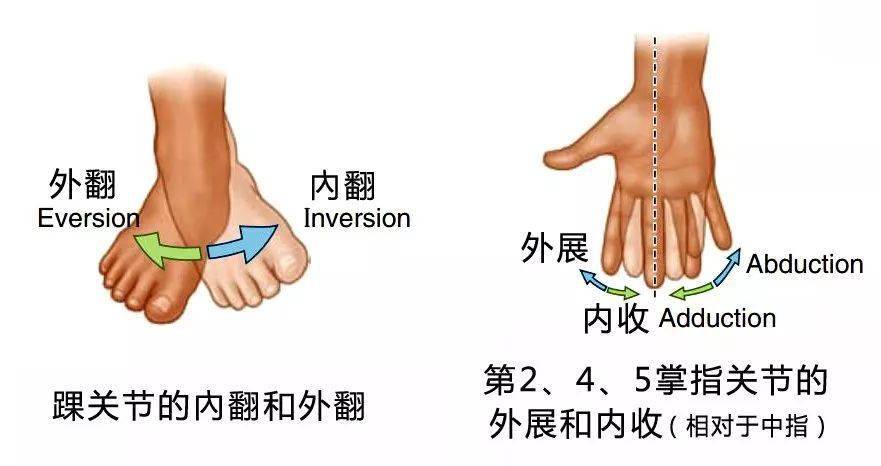 关节的运动形式