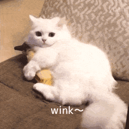 沙雕猫表情包猫咪沙雕动图