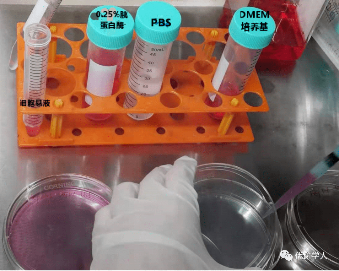 培养皿里的小胖子第三期细胞传代