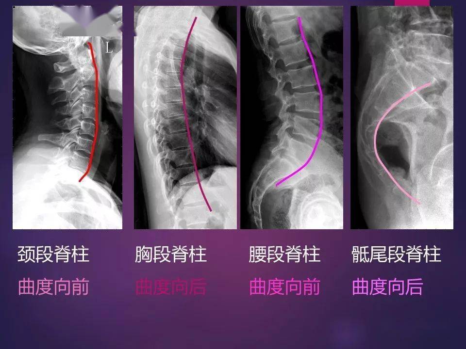 收藏必备 | 全身骨肌系统正常影像解剖(高清图谱)