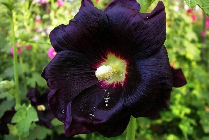 自然界有没有黑色的花朵