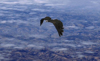 双语桥|the eagle 你当像鸟飞往你的山