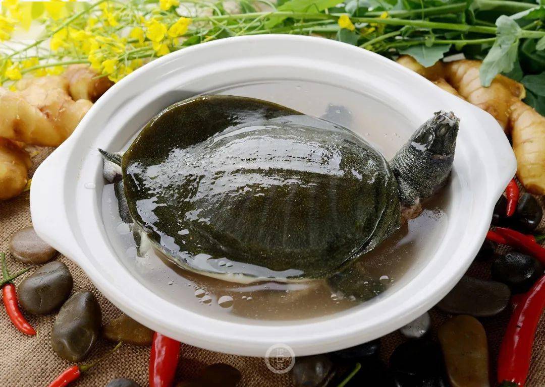 养生季节阿华甲鱼美味引来客