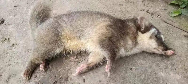 鼬獾(yòu huān,别名鱼鳅猫,属鼬科,鼬獾属的动物,夜行性,入夜后成