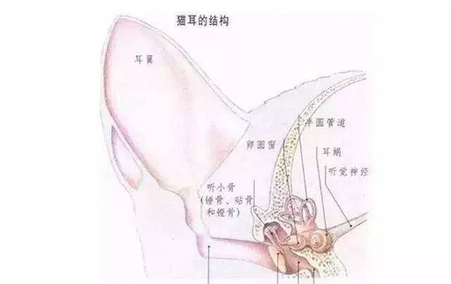 猫耳结构图,清理的时候要小心哟