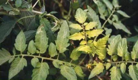 【作物病害】番茄缺素症大盘点!