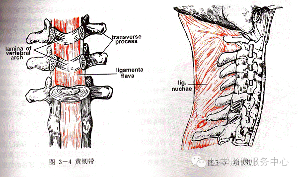 项韧带钙化就是棘突上韧带钙化,常常由于颈椎过度前屈(低头)导致的