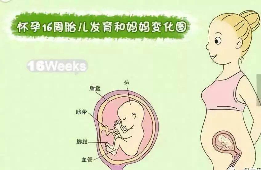 怀孕47个月孕妇知识小科普附胎儿发育图
