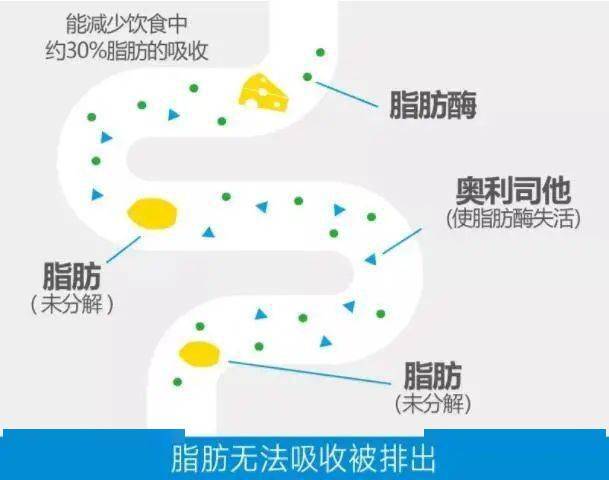 是一种选择性胃肠道脂肪酶抑制剂,可以抑制约30%膳食脂肪的吸收,降低