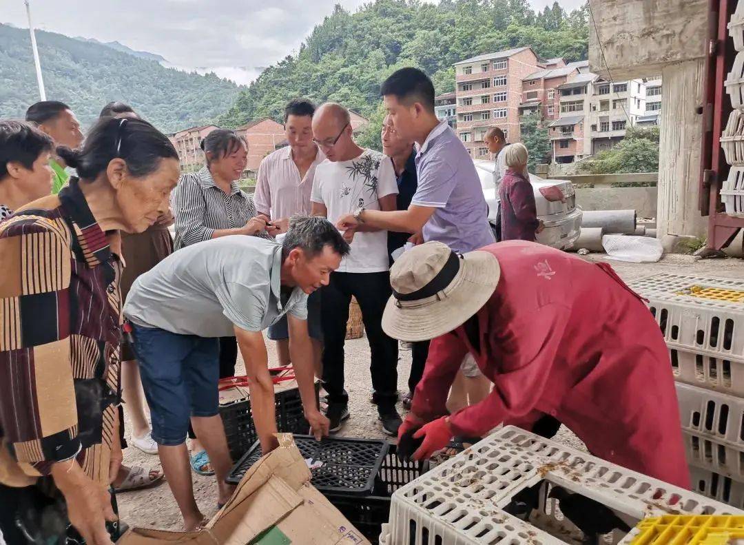 万源市:强基固本挖穷根 一枝一叶总关情