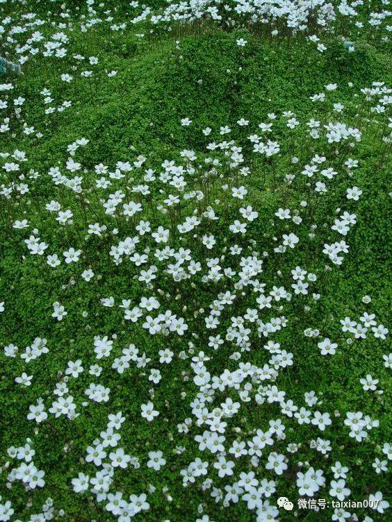 这样会开花的苔藓你喜欢吗?