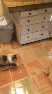 胖到怀疑猫生的喵星人,咦我仿佛看到了自己?