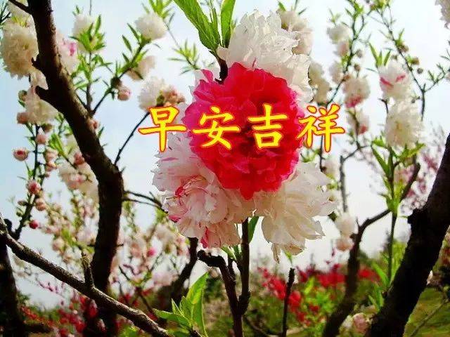 新的一天,祝朋友们: 生活愉快!身体健康! 家庭幸福! 如意吉祥!