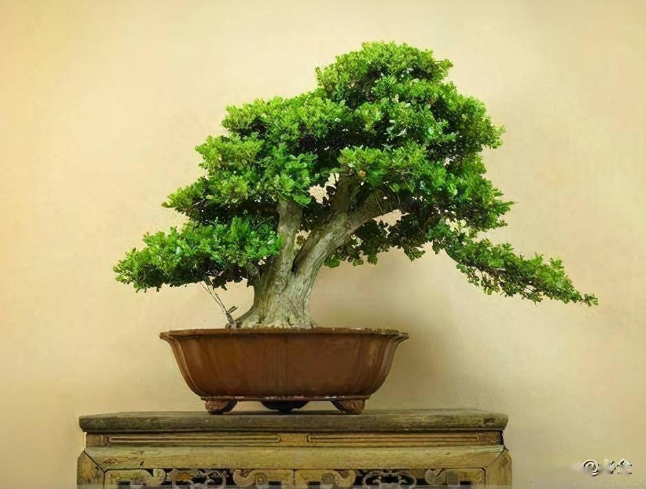 不让黄杨盆景开花结果,是为什么?