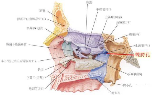 翼腭窝的ct影像解剖