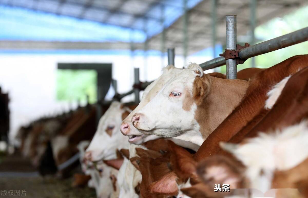 出国项目丨养牛,按摩,马来西亚搞建设