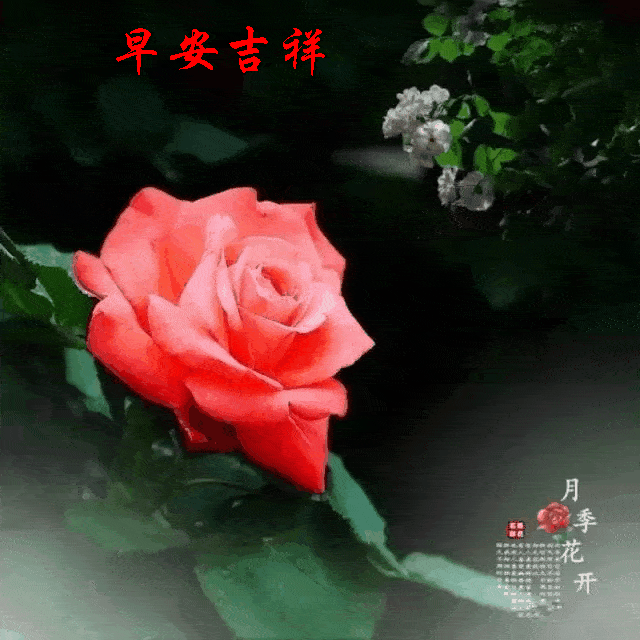 2021128星期四《早安心语》∮