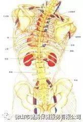 由于在位置上,胸椎和这些身体的重要器官挨着十分紧密,这些器官上的