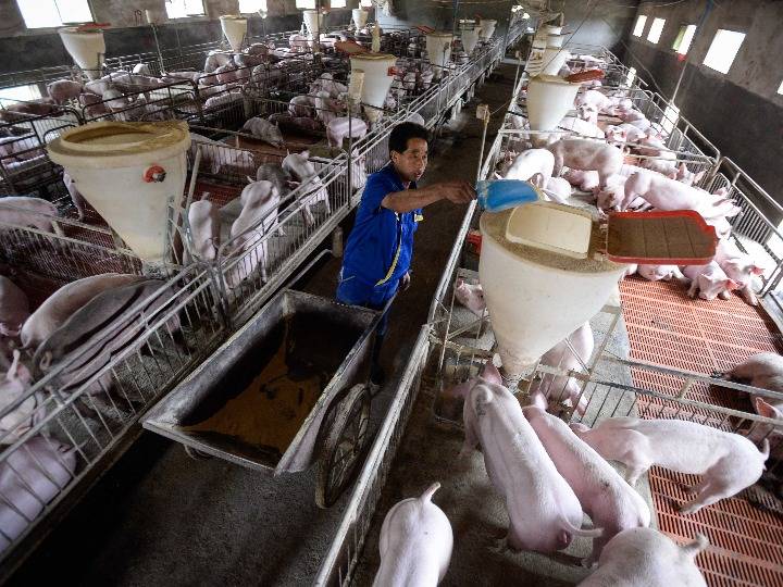 豆粕价格波动带动的饲料涨价,也进一步压低生猪养殖企业未来利润空间