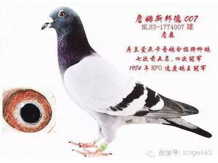 名称:佛巴斯46