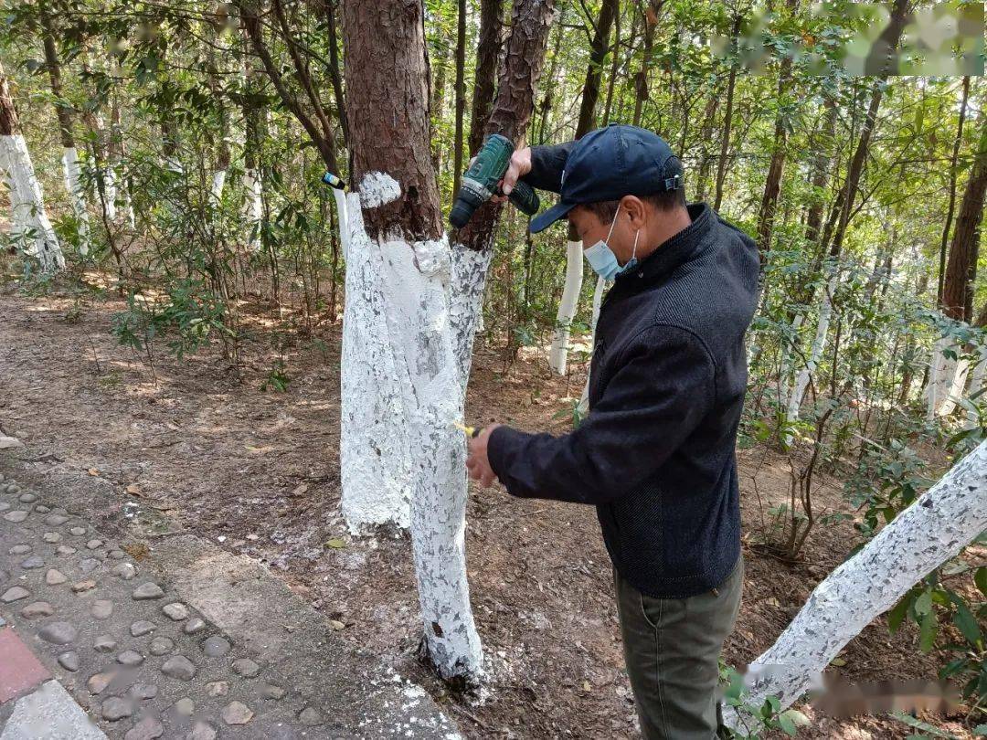 信丰县开展重点区域松材线虫病打孔注药防治工作