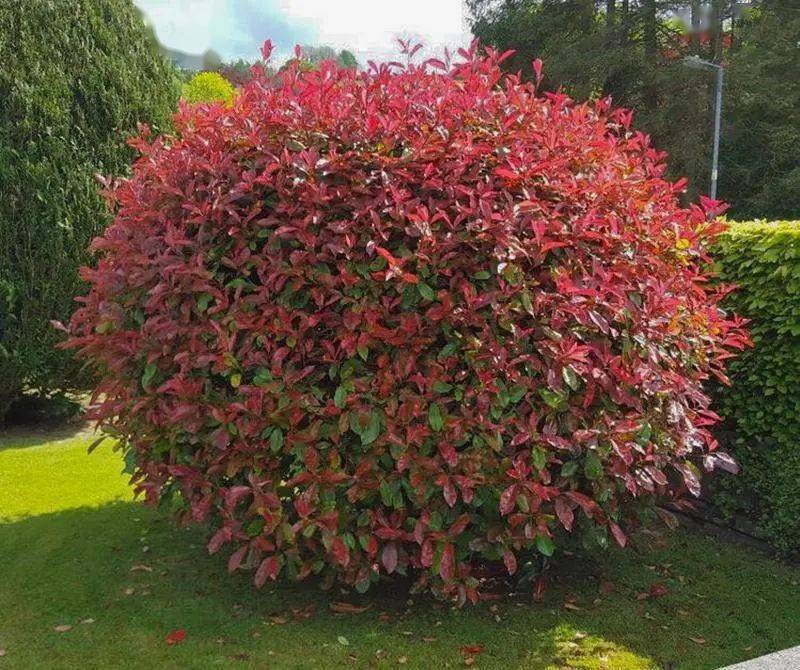 在园林绿地中作为地被植物片植,或与其他彩叶植物组合成各种图案;也可