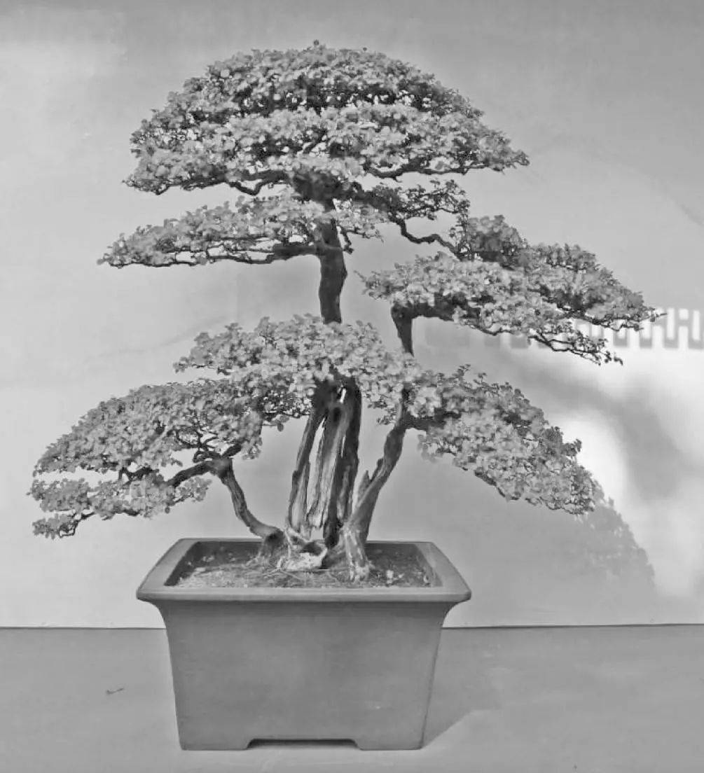 经典比长安十二时辰还精彩两分的盆景造型十四式