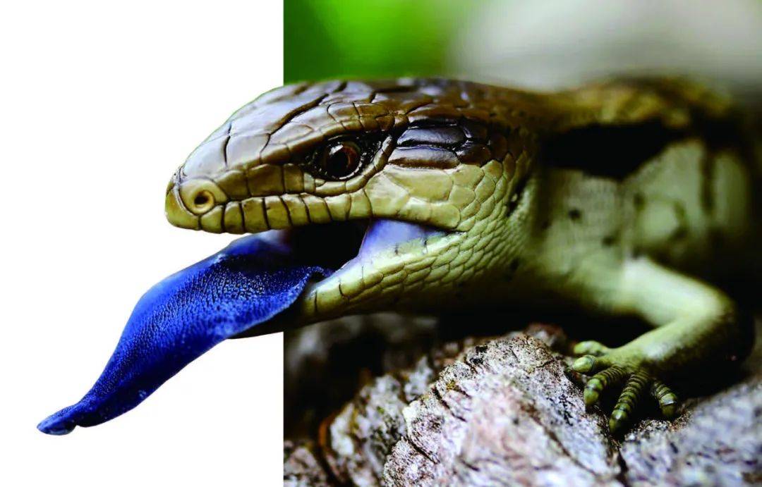 蓝舌蜥的舌头 紫外线反射器