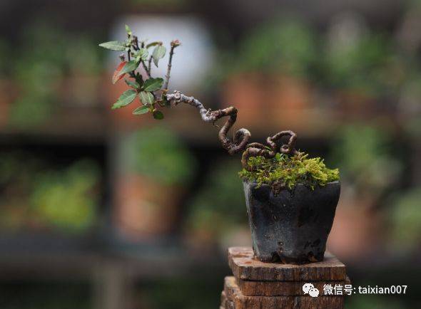 缩缅葛盆景