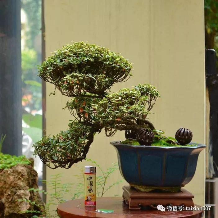 缩缅葛盆景