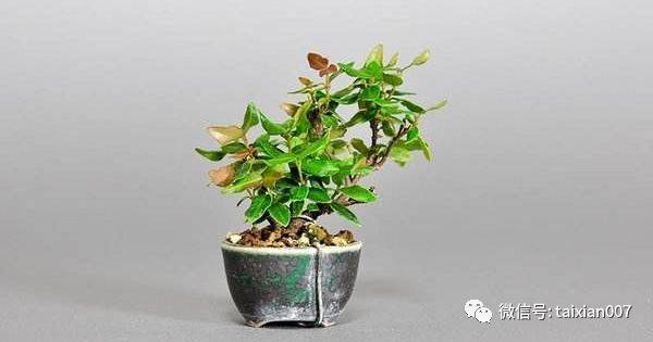 缩缅葛盆景