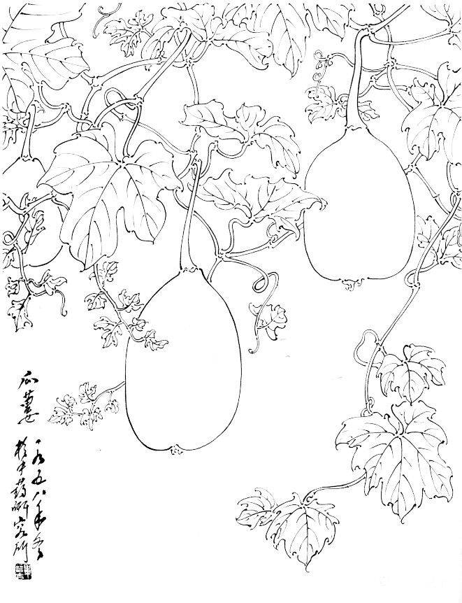 值得好好观摩的30幅蔬菜水果白描稿