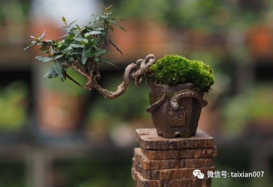 缩缅葛盆景