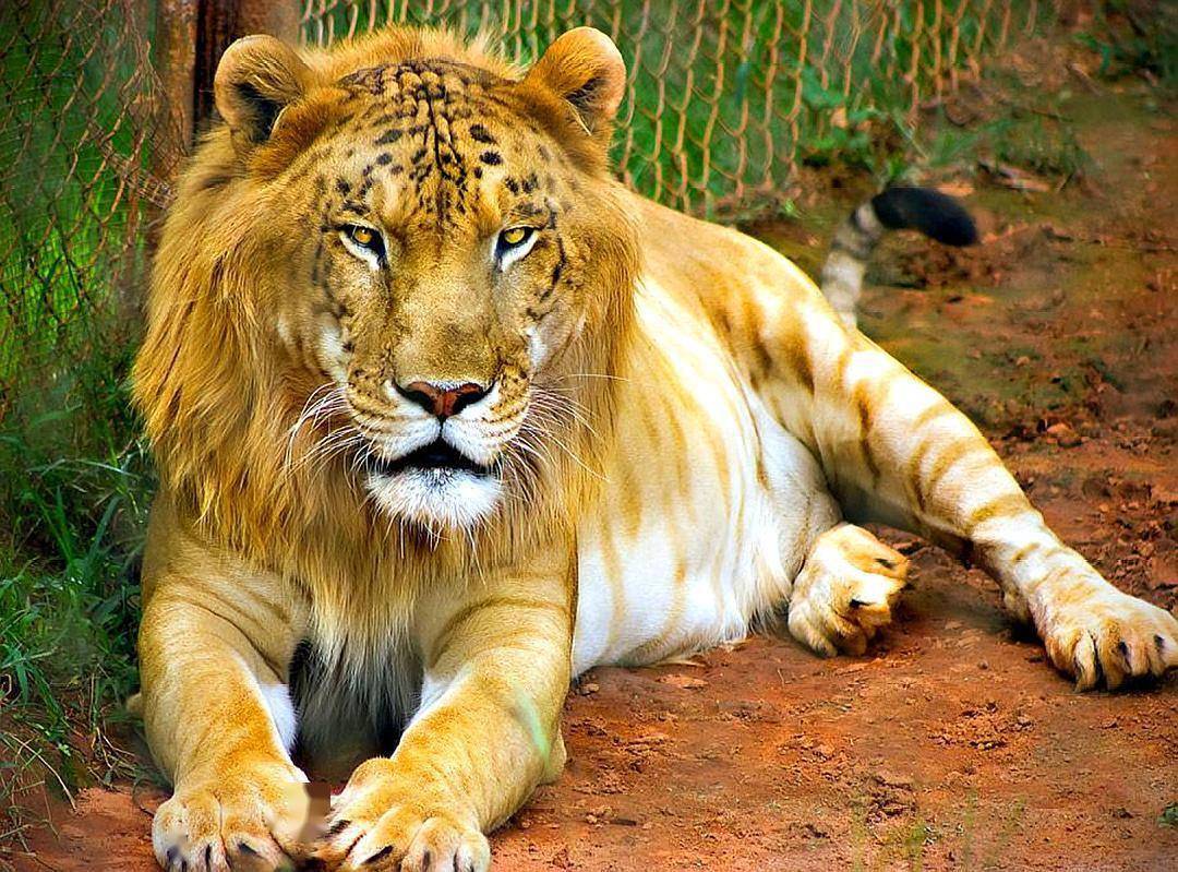 450公斤狮虎兽对战狮子大小的虎狮兽谁能赢得胜利