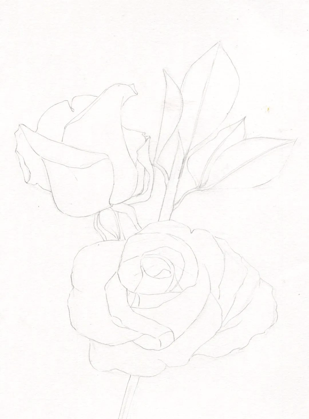 彩铅丨教你简单画出"花中皇后"月季花!