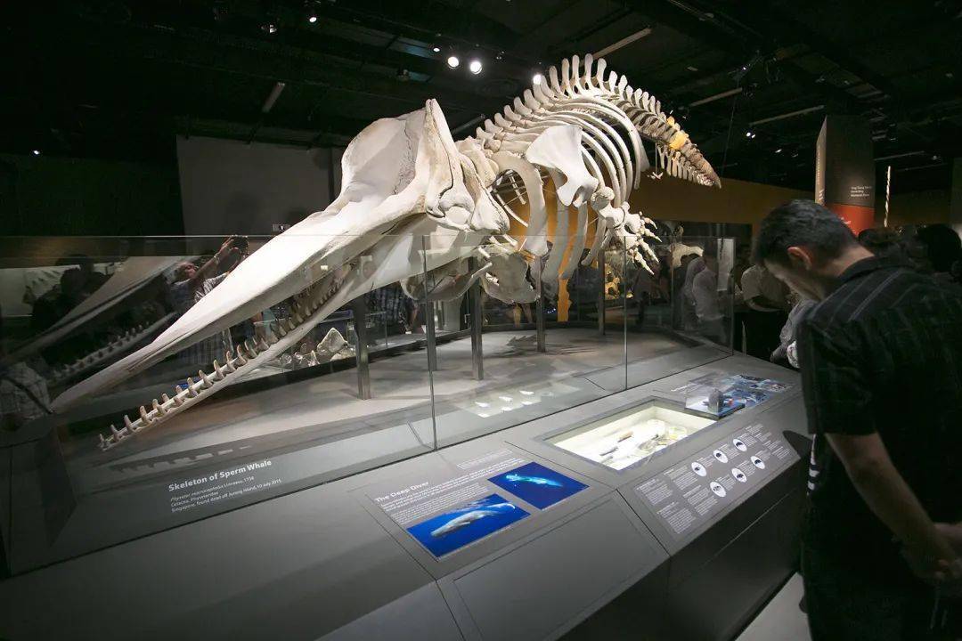 新加坡李光前自然博物馆保存的抹香鲸骨架标本   budak / flickr