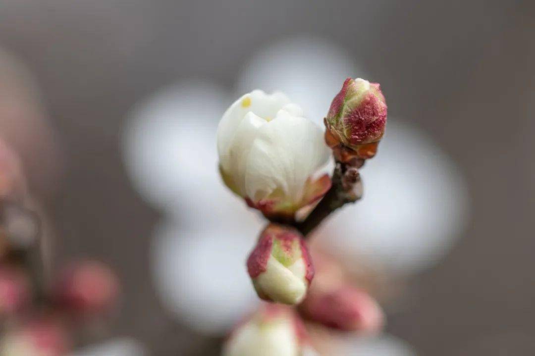 又到一年忆梅时,静等花开待春来