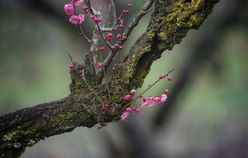 梅骨,香魂_梅花