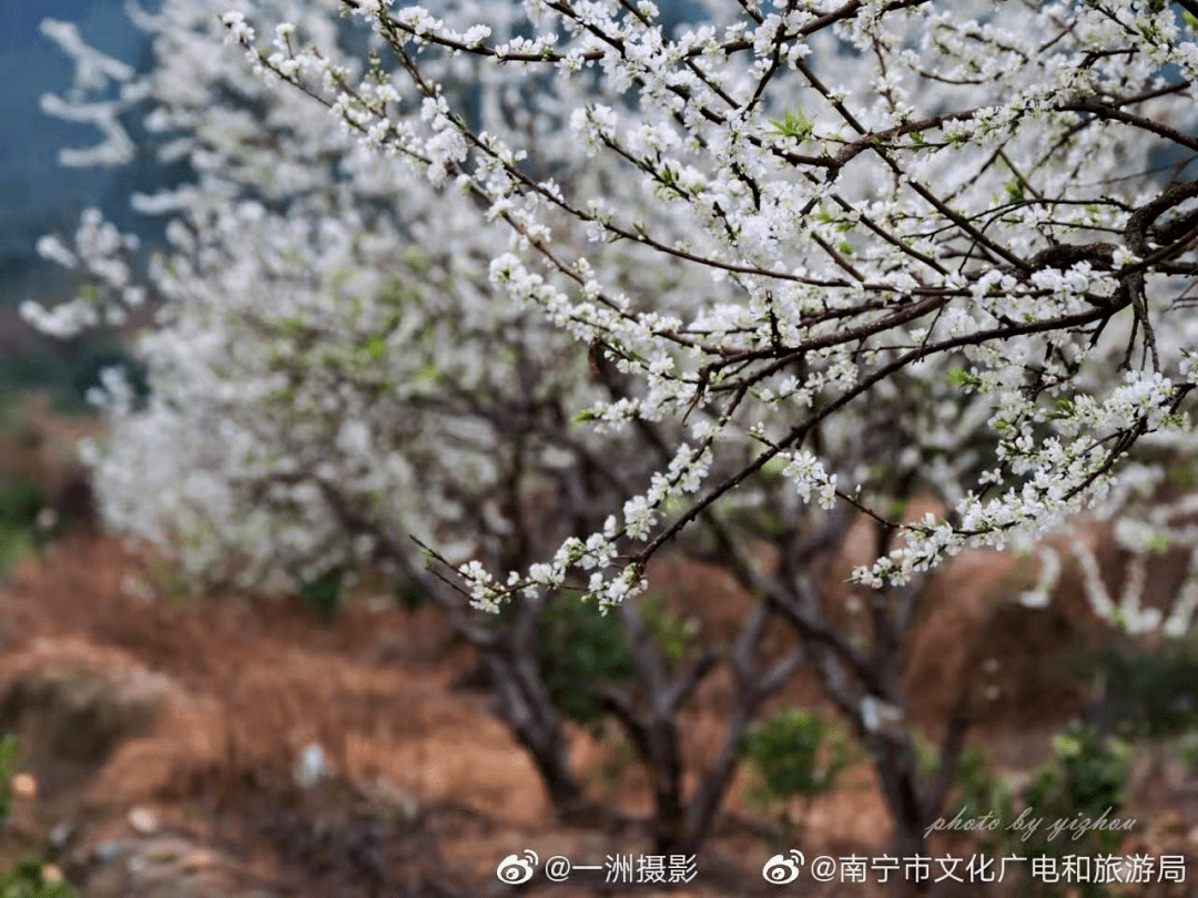 武鸣太平镇往林渌村方向1公里路边(武鸣区太平镇文溪村一队)李花纷纷