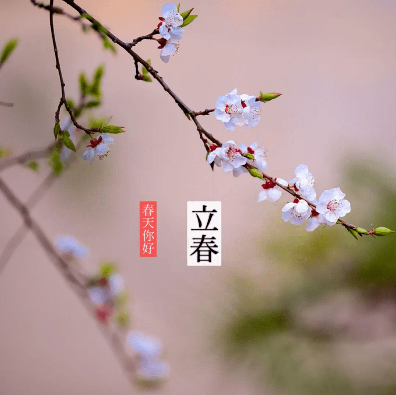 【二十四节气】立春|东风吹散梅梢雪,一夜挽回天下春.