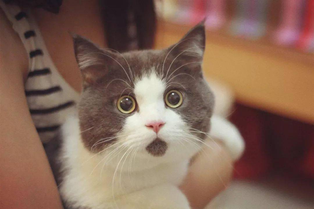 铲屎官!这里有你不知道的猫咪冷知识